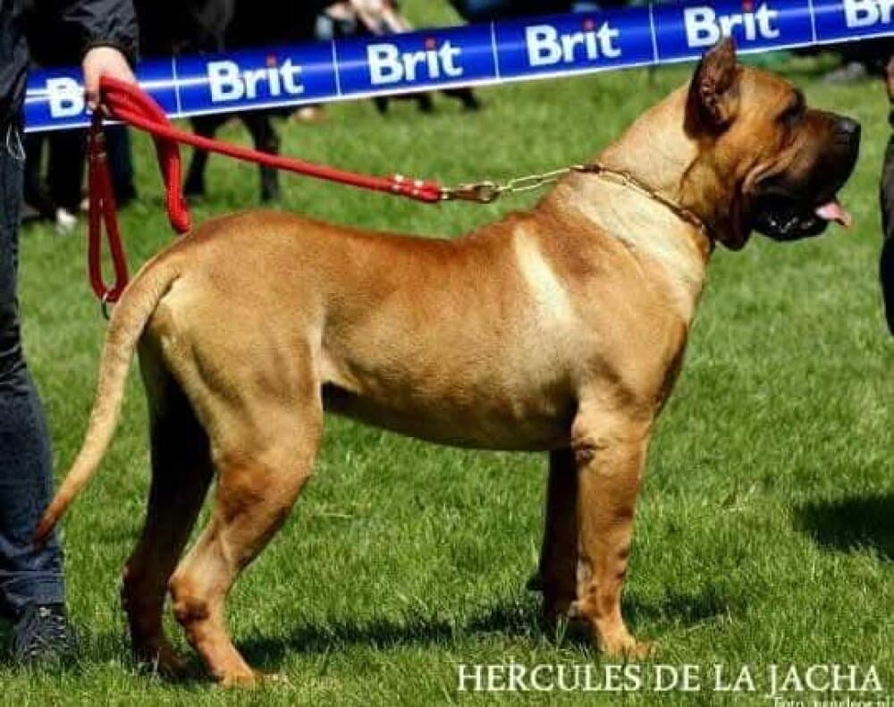 HERCULES DE LA JACHA 1