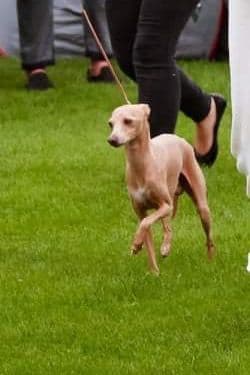 Petite Elite Caillou 1