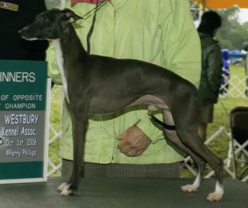 Whisperun A Million Heir 1