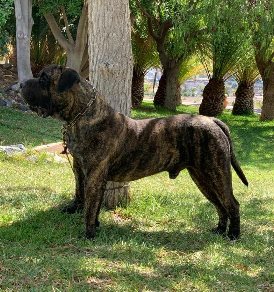 MAX DE HORNOS DE CAL 1