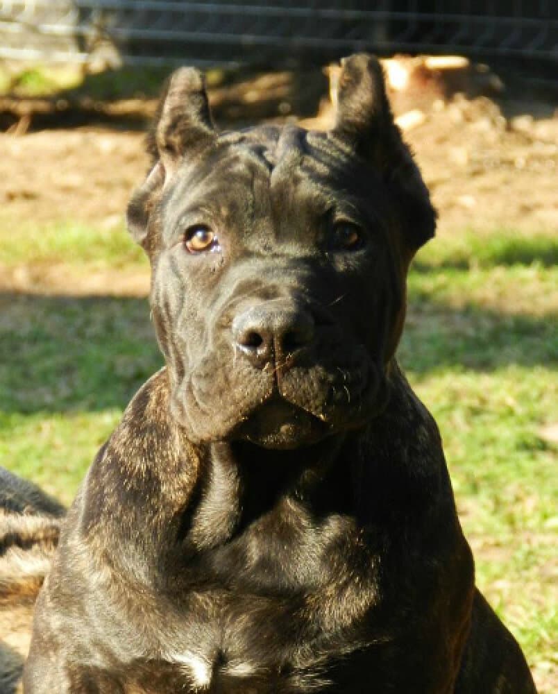 BOSS BULL CANARIO UZO 1