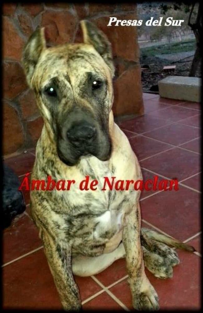AMBAR DE NARACLAN 1