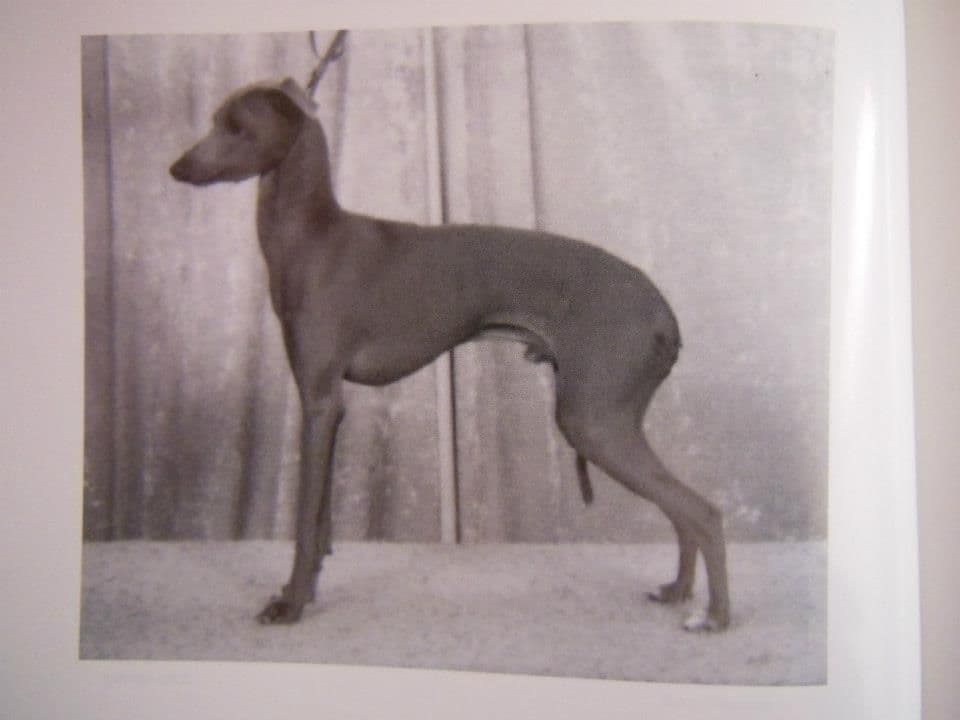 Chelanis Achilles 1