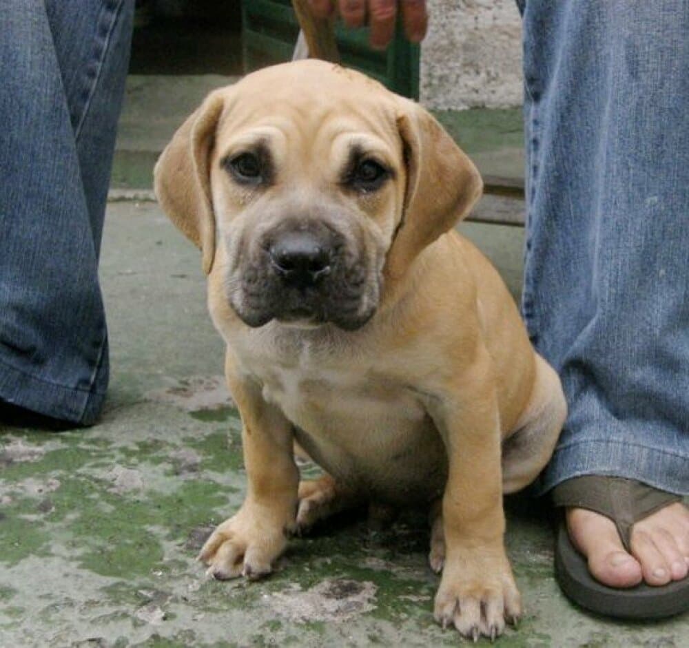 MONZON DE PERRO DE LA TIERRA 1