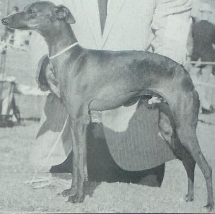 Bilair's Bronze Devil 1