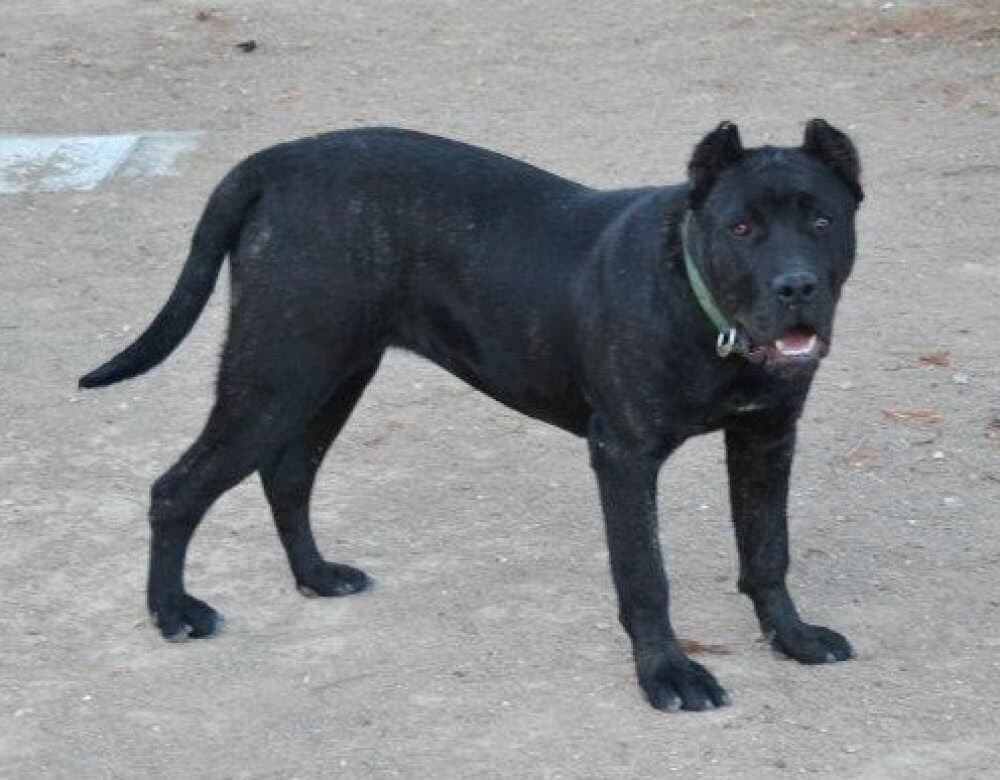 TRUFA DE PRESA CAN 1