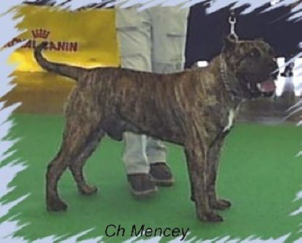 MENCEY 1