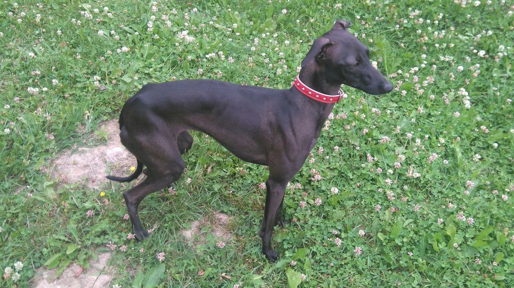 Ackra's Benedetta 1