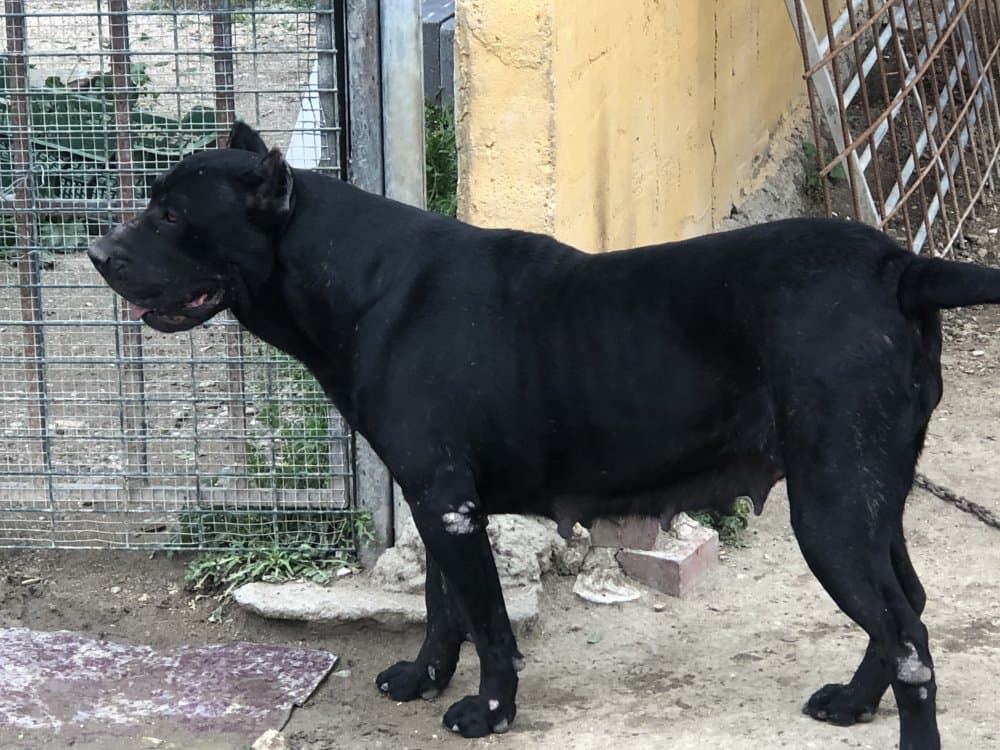 SAMANTA DE KING ZULU 1