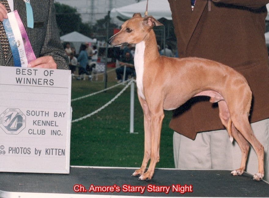 Amore's Starry Starry Night 1