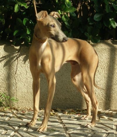 Carlitos De Junior's Can 1