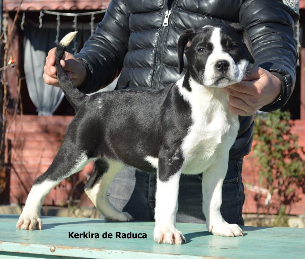 KERKIRA DE RADUCA 1