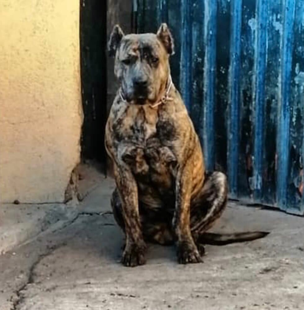 ARACELI DE KING ZULU 1