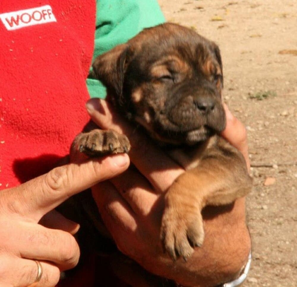 DOLORES DE KING ZULU 1