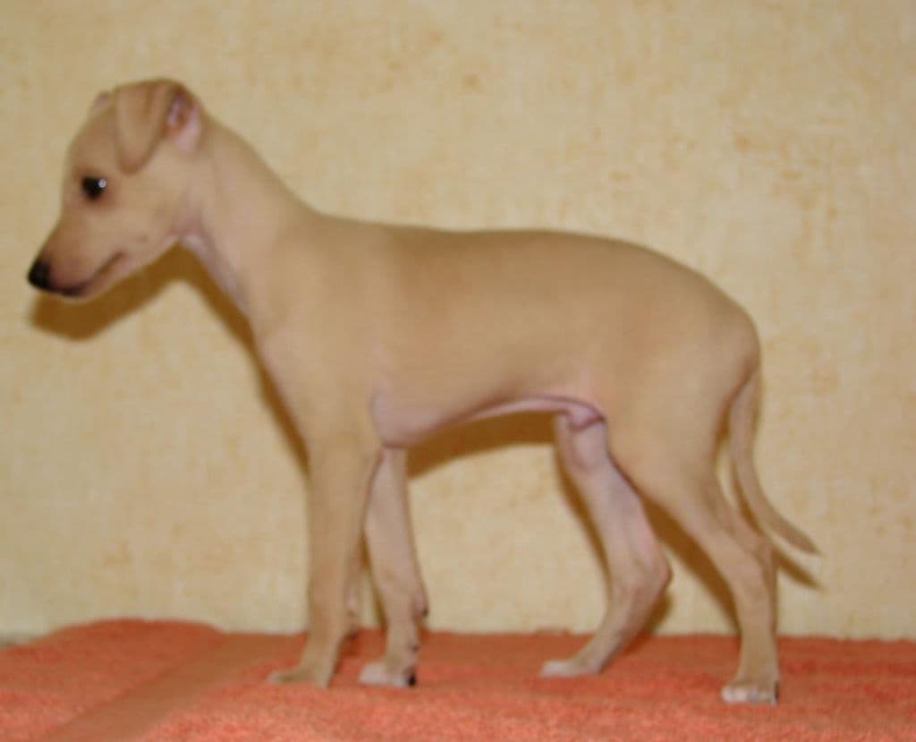 Astra Bravissimo Gercog Goracio 1
