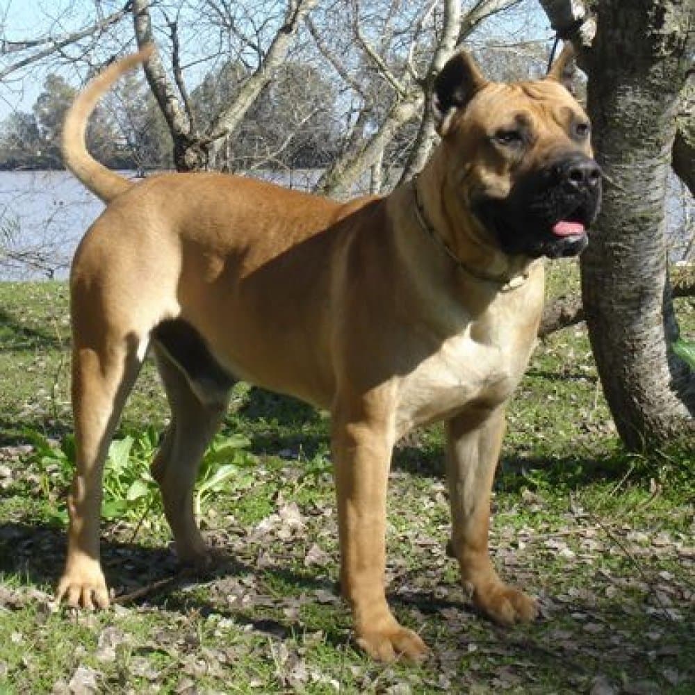 OSCAR DE GUADALCAN 1