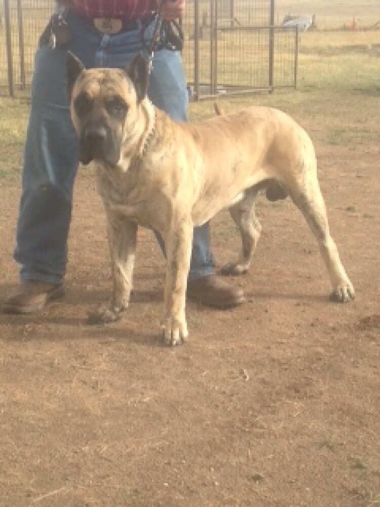 CANARIAN BULL'S DIESEL 1