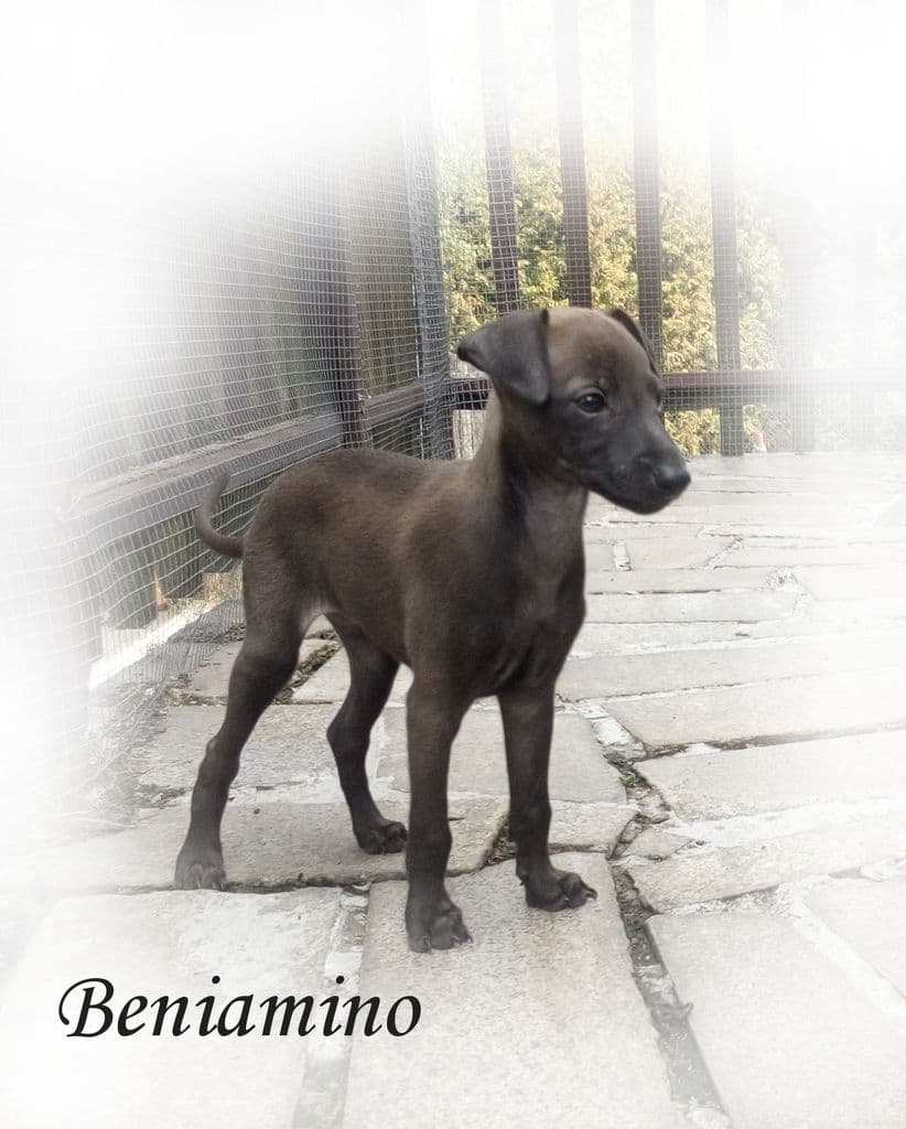 Beniamino Avatar Pinc 1