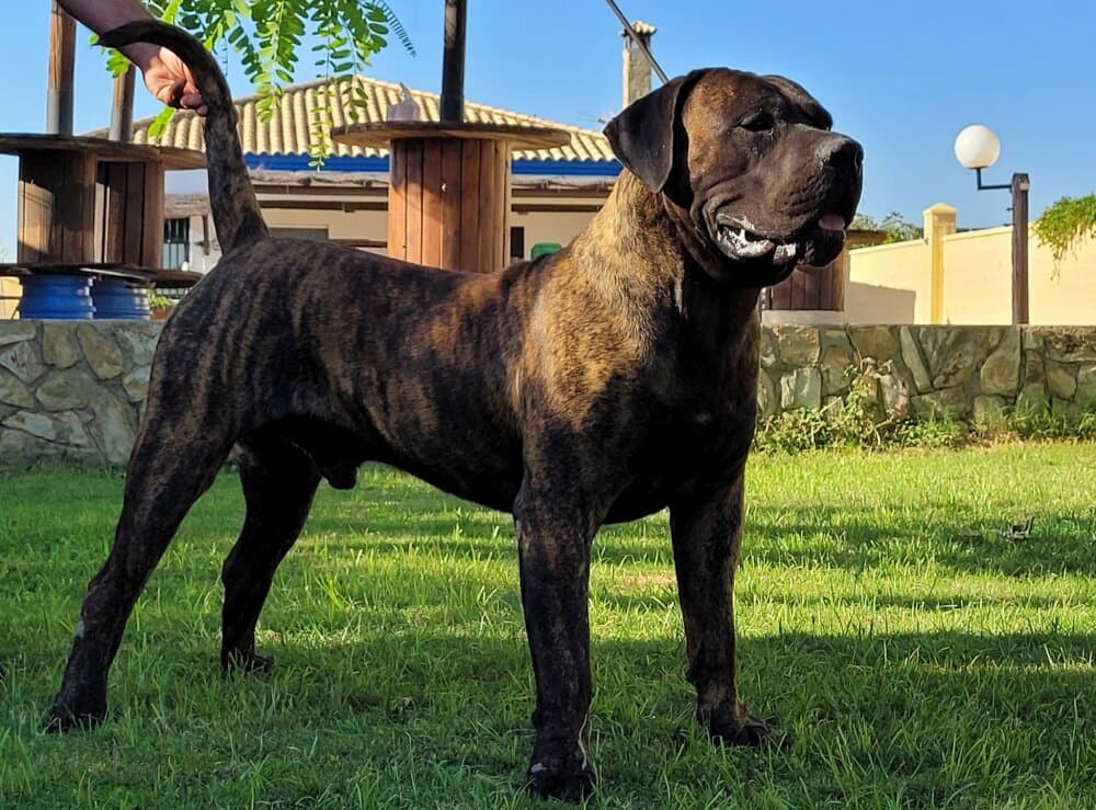CLON DE GOJICAN ROSALES 1