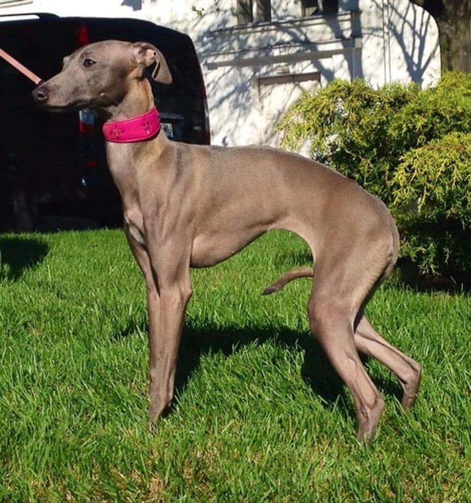 House Of Hounds Etoile De La Russie 1