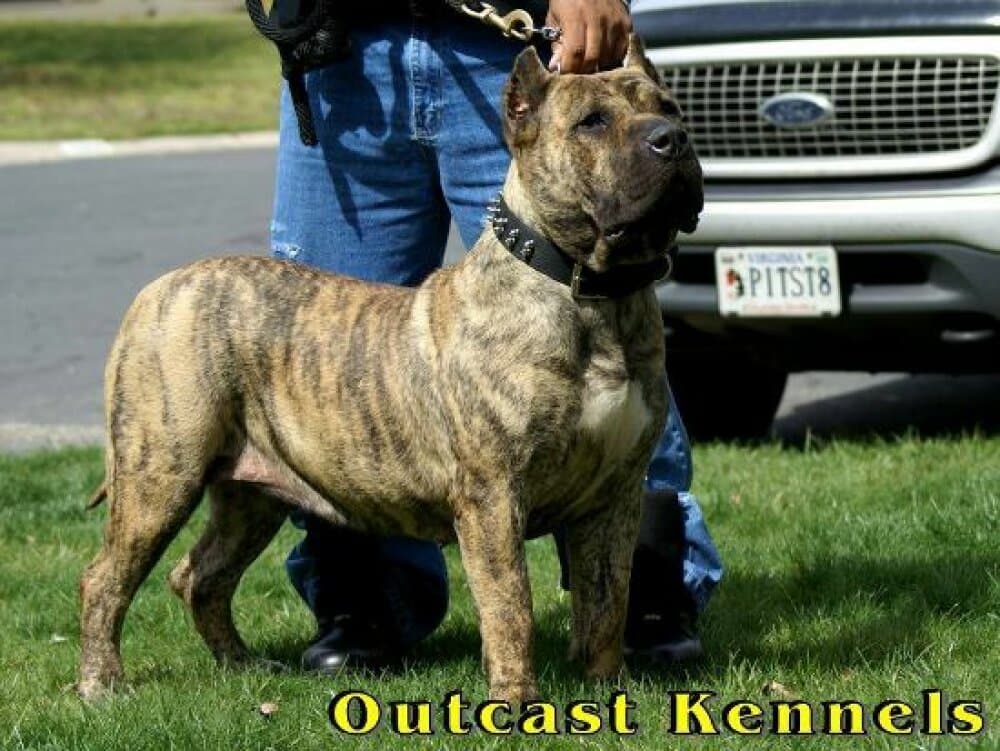 BONITA DE OUTCAST 1