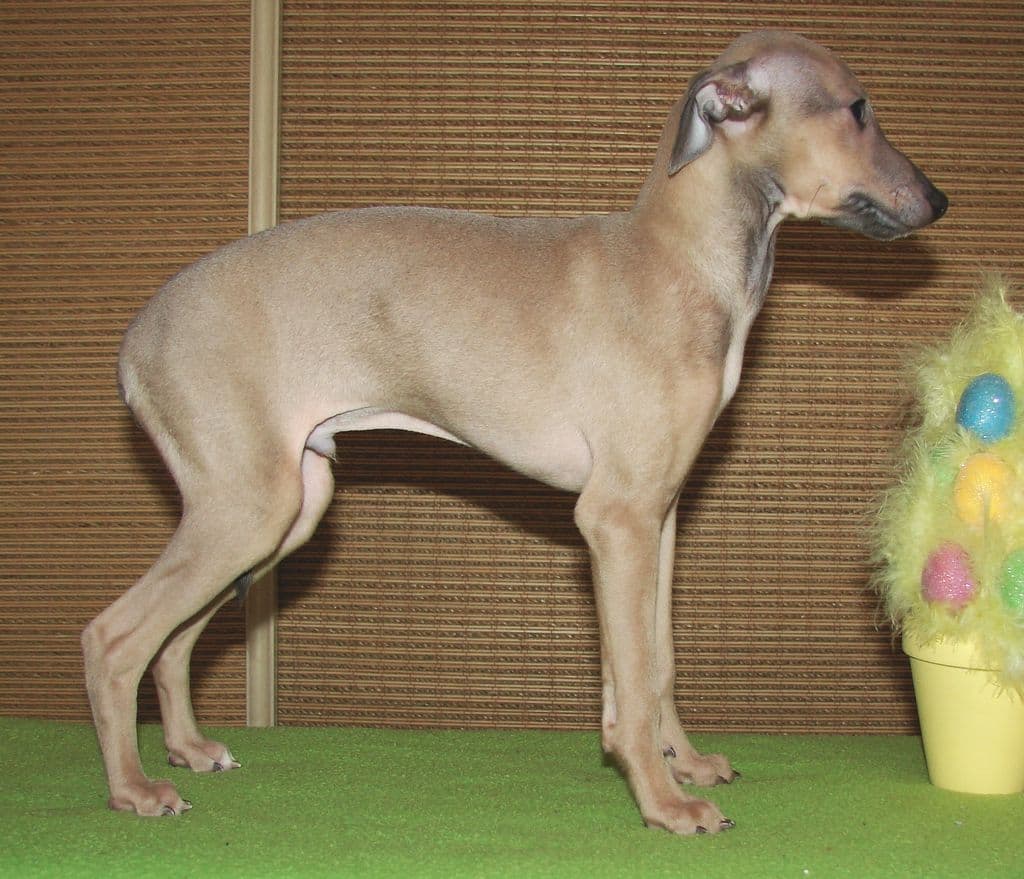 Astra Bravissimo Luigi 1