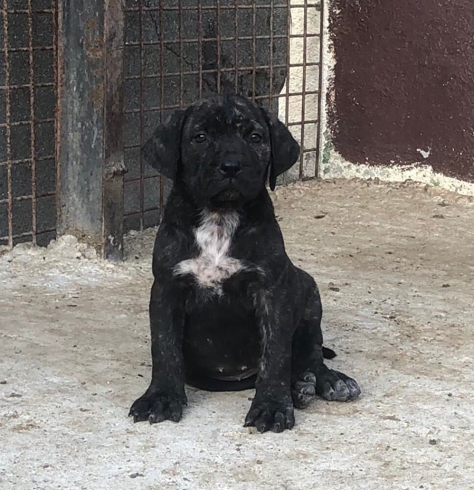LEIA DE KING ZULU 1