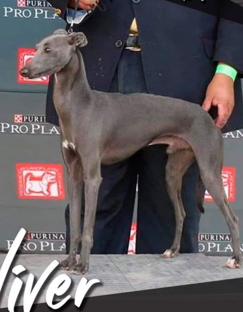 Sir Camellot Roldan 1