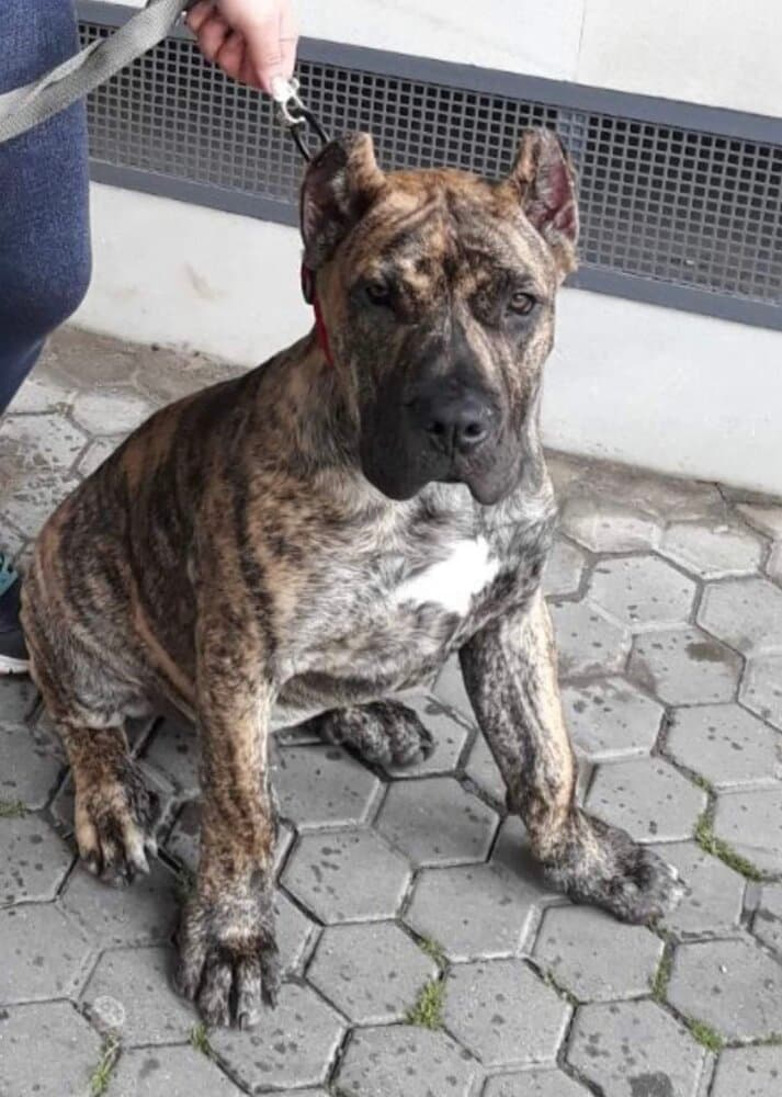 ZEUS DE LOS MENCEYES 1