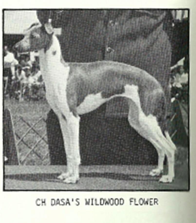Dasa's Wildwood Flower 1