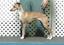 Marchwind Peachy Keen 1