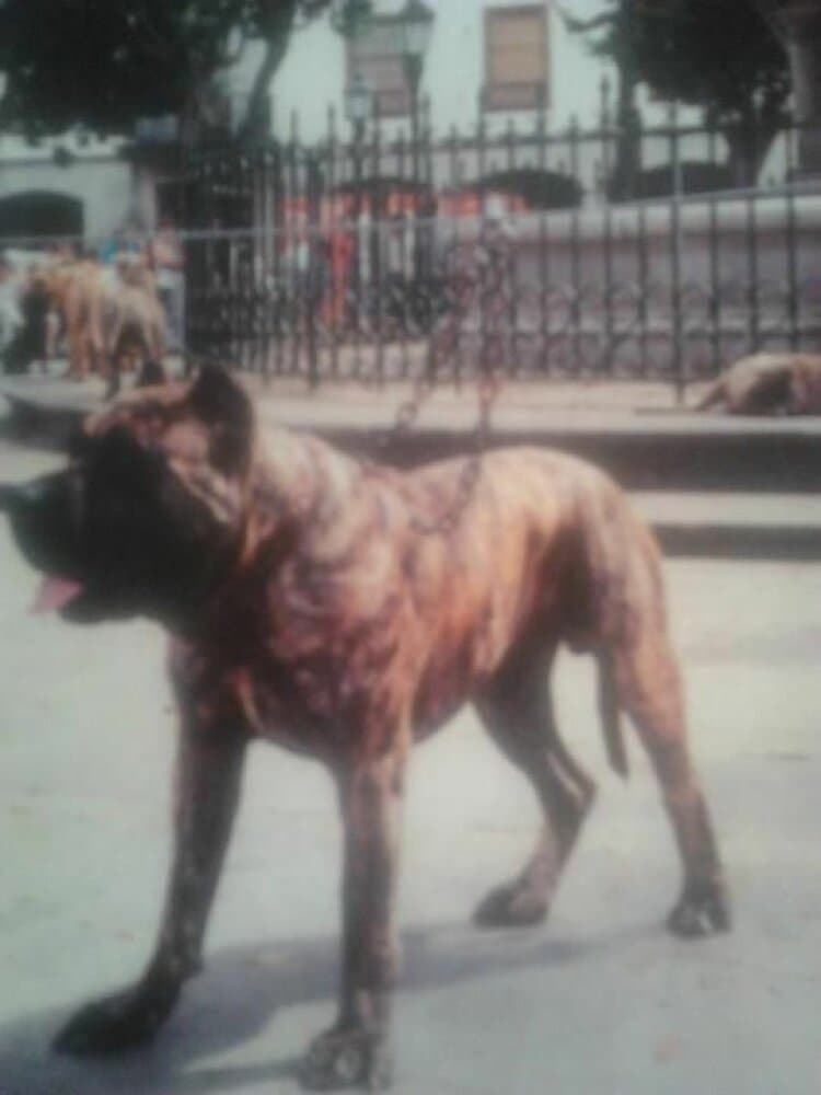 LEON DE SILVERIO MESA 1