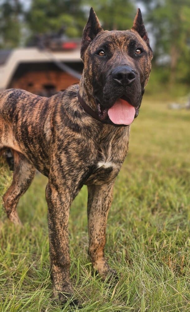 SPUD OF PROPER K9 1