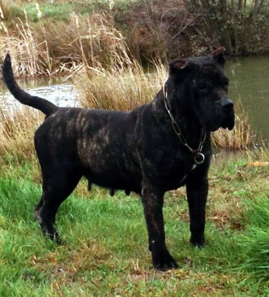 BAZA DE BARNACAN BULL (NEGRA) 1