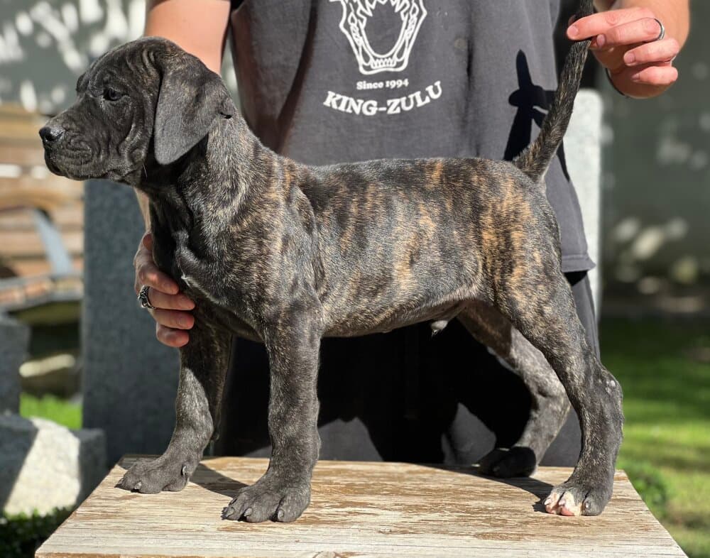 BUFFALO DE KING ZULU 1