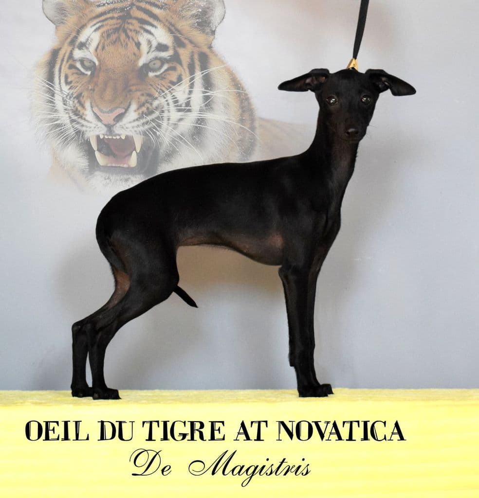 Oeil Du Tigre At Novatica De Magistris 1