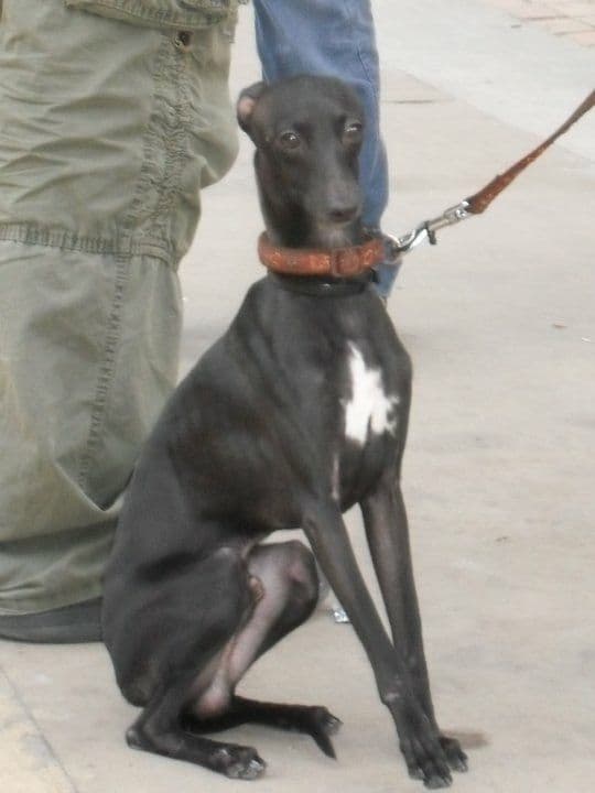 Fandi Fandango De Silvergrey 1