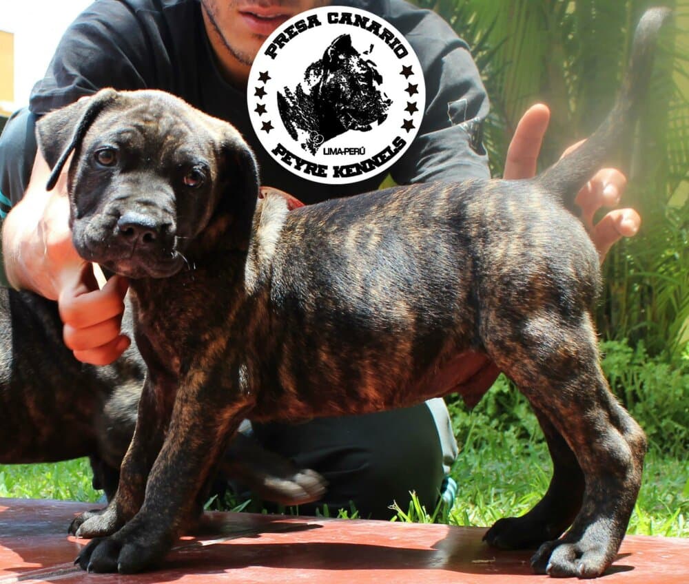 CURTO DE PEYRE KENNELS 1