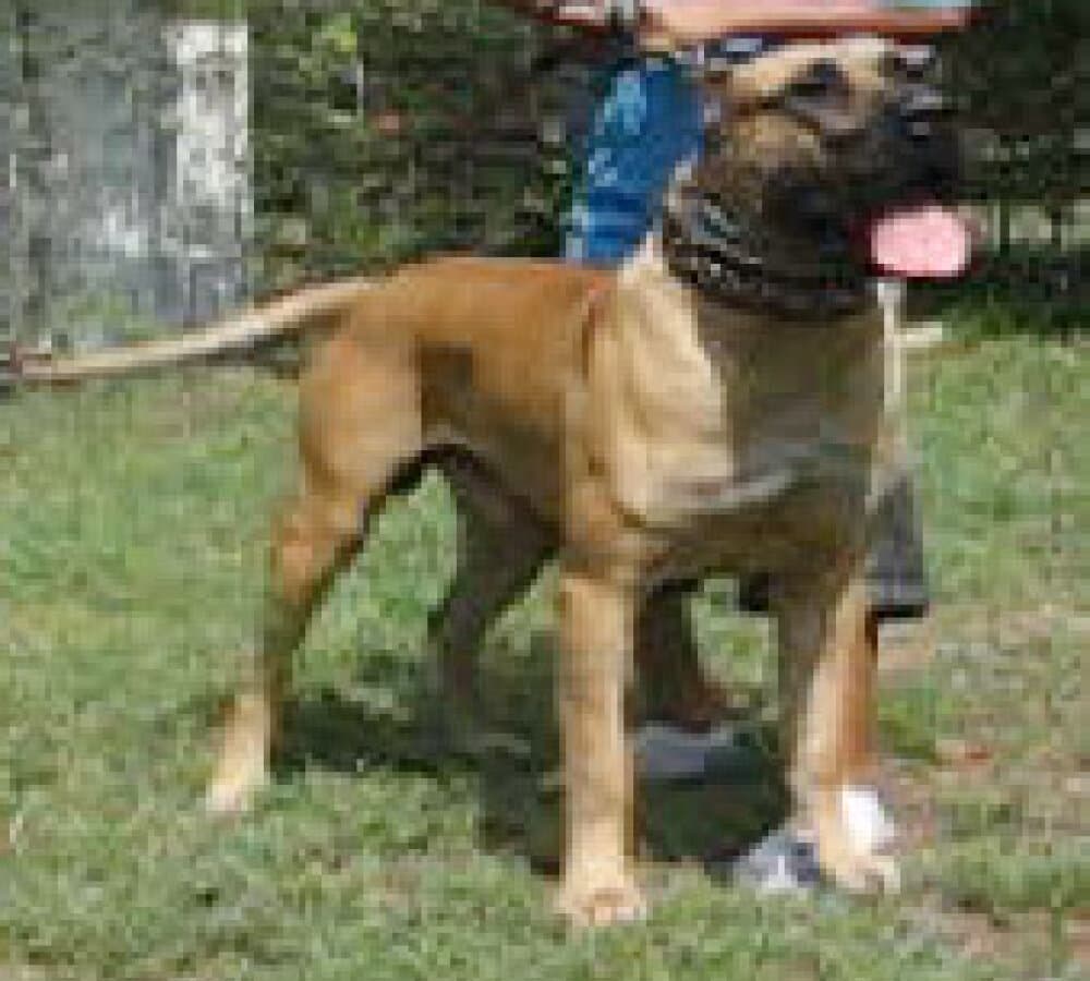 KEMO (DE WARSNEY) 1
