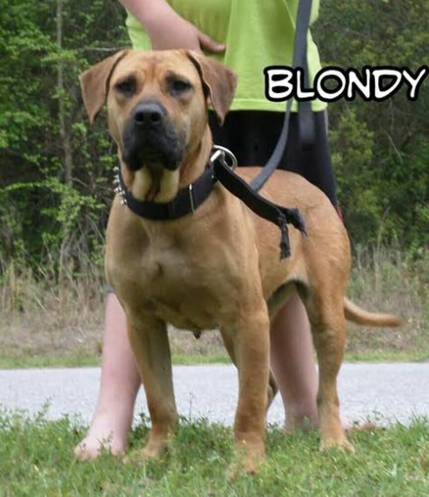 SANDERS BLONDY 1