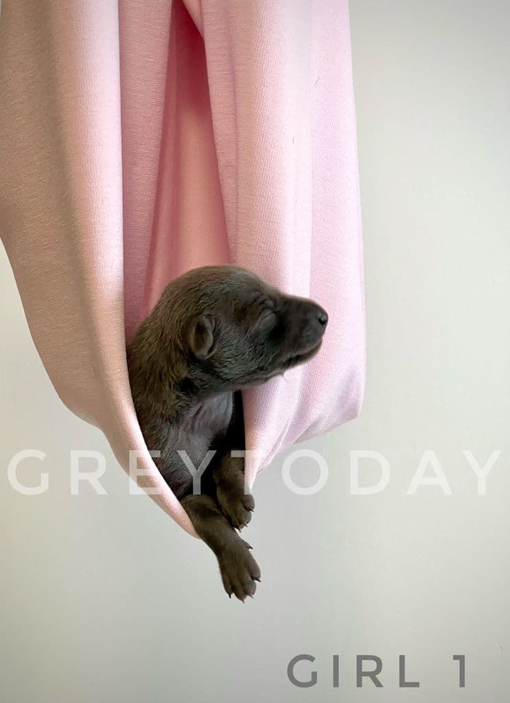 Greytoday Xiri 1