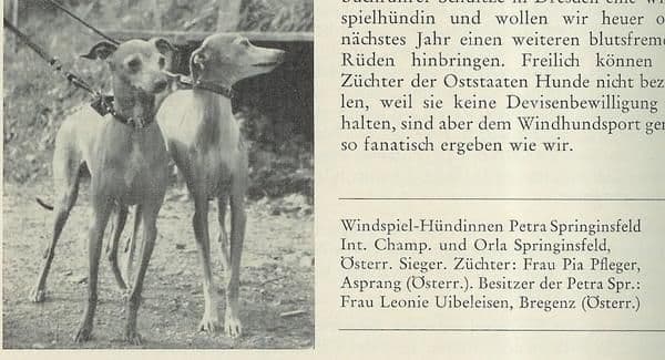 Petra Springinsfeld 1