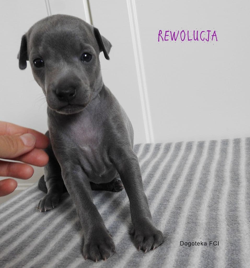 Rewolucja Dogoteka FCI 1