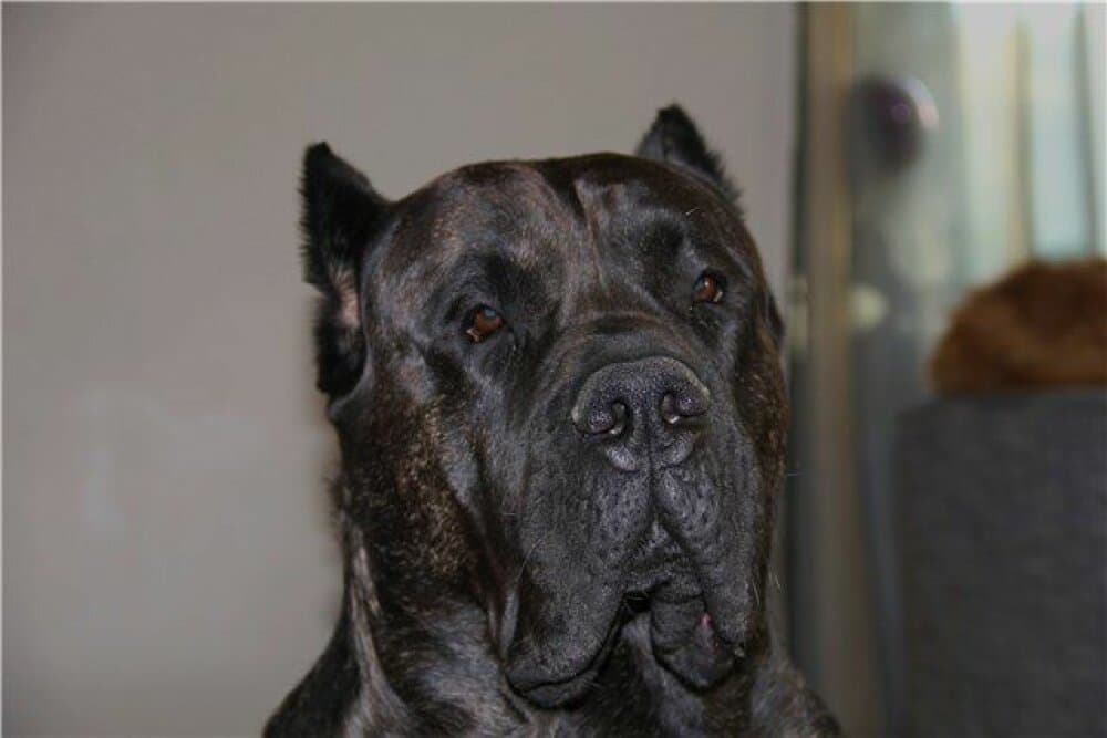 BALU PERRO PRESA GRAND 1