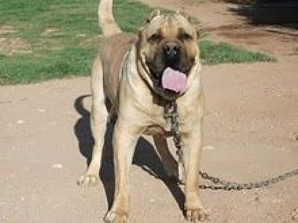 THOR DE KING ZULU 1