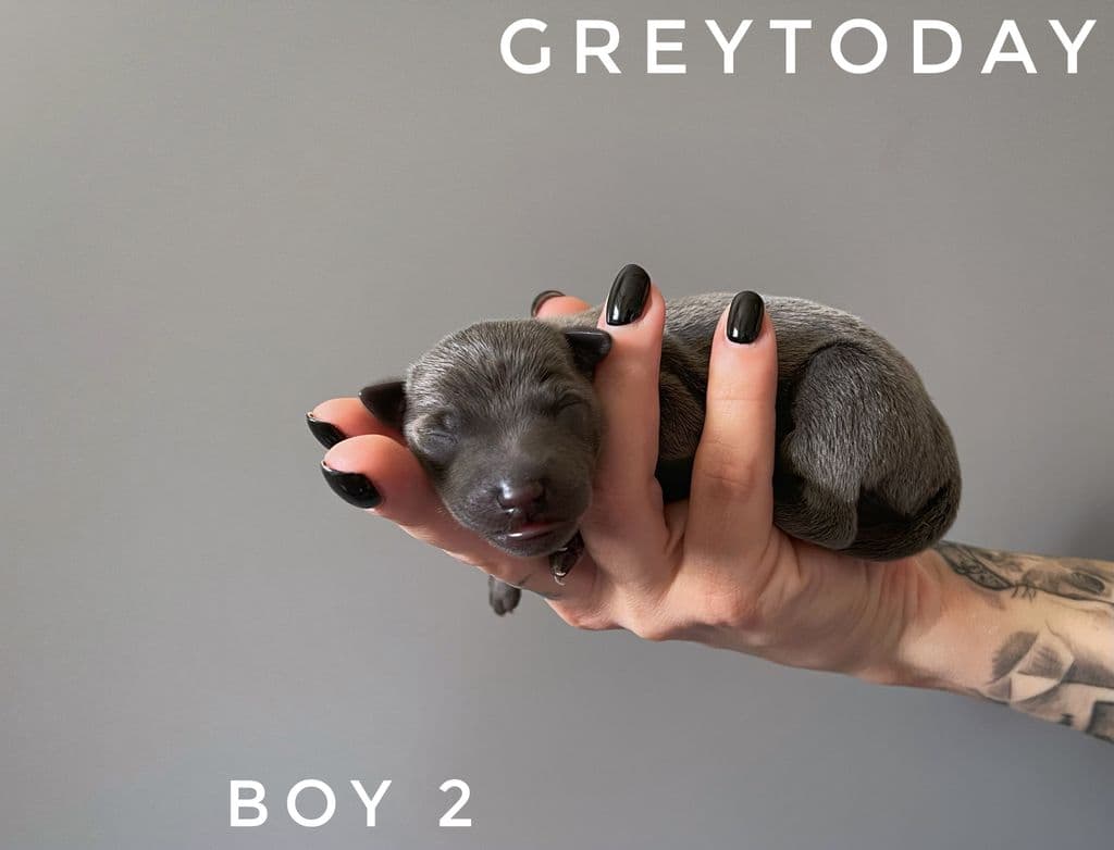 Greytoday Valentino 1