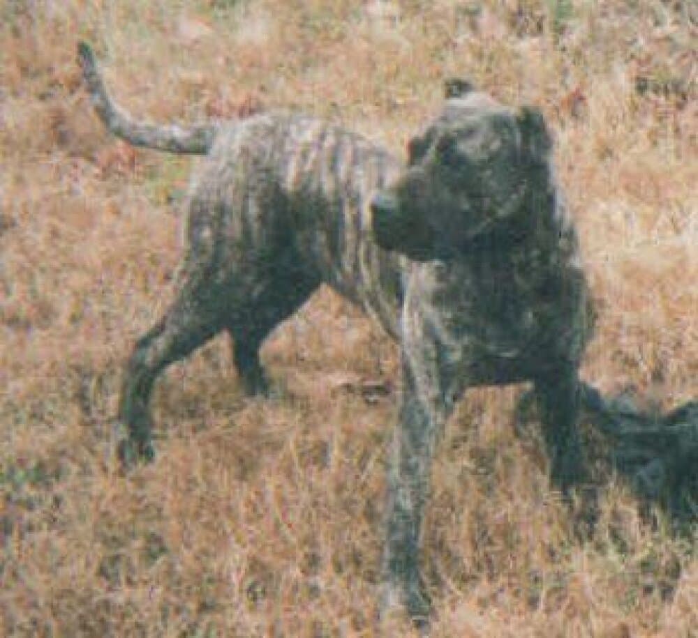 AKIRA DE BARNACAN BULL 1