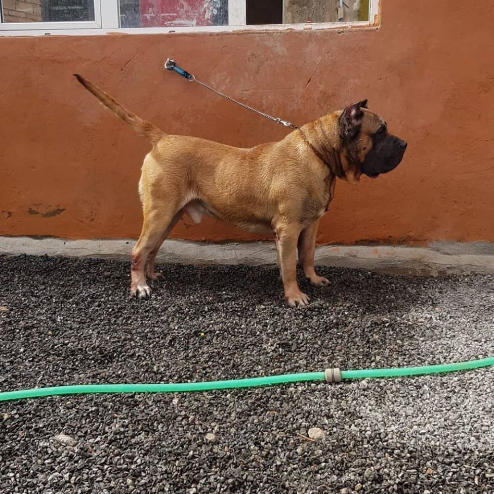 HUGO CHAVEZ DE CASA PANCHO 1