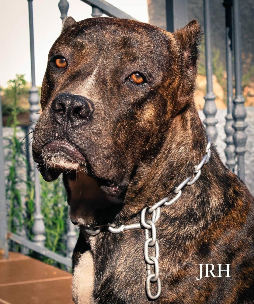 RUSO JRH DE KING ZULU 1