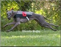Divinity Bugsy 1